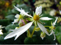 Saxifraga fortunei var. incisolobata 'Seno Yuki'