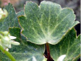 Saxifraga fortunei var. incisolobata 'Shiragiku'