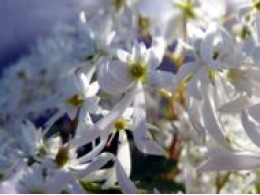 Saxifraga fortunei var. incisolobata 'Shiraito-no-taki'