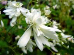 Saxifraga fortunei var. incisolobata 'Shiranami'