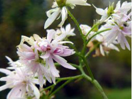 Saxifraga fortunei var. incisolobata 'Yukigeshou'