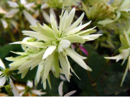 Saxifraga fortunei var. incisolobata 'Moë'