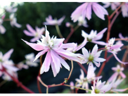 Saxifraga fortunei var. incisolobata 'Athena'