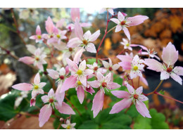 Saxifraga fortunei var. incisolobata 'Conception' 