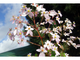 Saxifraga fortunei var. incisolobata 'Ganymède' 