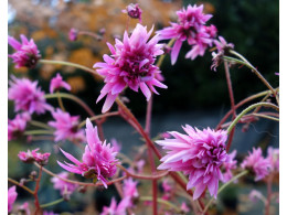 Saxifraga fortunei var. incisolobata 'Hermès'