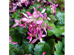 Saxifraga fortunei var. incisolobata 'Hélène'