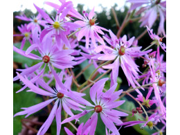 Saxifraga fortunei var. incisolobata 'Junon'