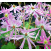 Saxifraga fortunei var. incisolobata 'Junon'