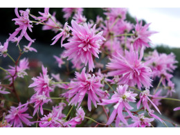 Saxifraga fortunei var. incisolobata 'Mercure'