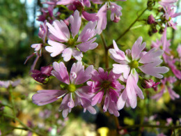 Saxifraga fortunei var. incisolobata 'Shinano'