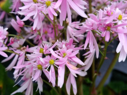 Saxifraga fortunei var. incisolobata 'Vénus' 