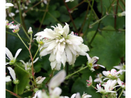 Saxifraga fortunei var. incisolobata 'Anteros'