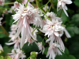 Saxifraga fortunei var. incisolobata 'Aphrodite'