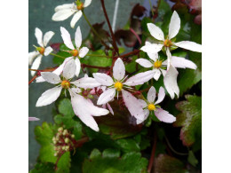 Saxifraga fortunei var. incisolobata 'Aquilon' 