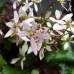 Saxifraga fortunei var. incisolobata 'Aquilon' 