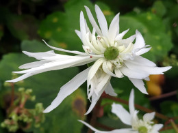 Saxifraga fortunei var. incisolobata 'Ariane' 