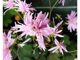 Saxifraga fortunei var. incisolobata 'Artemis'