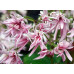 Saxifraga fortunei var. incisolobata 'Artemis'