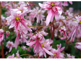 Saxifraga fortunei var. incisolobata 'Demeter'