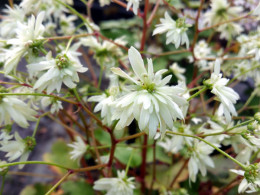 Saxifraga fortunei var. incisolobata 'Eole'