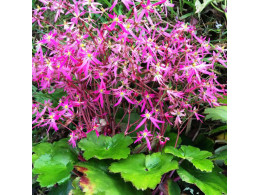 Saxifraga fortunei var. incisolobata 'Figaro' 