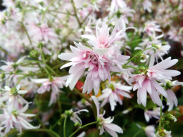 Saxifraga fortunei var. incisolobata 'Gaïa' 