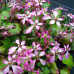 Saxifraga fortunei var. incisolobata 'Hector'