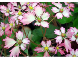 Saxifraga fortunei var. incisolobata 'Hector'