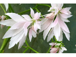 Saxifraga fortunei var. incisolobata 'Héraclès' 