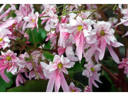 Saxifraga fortunei var. incisolobata 'Hestia'