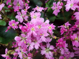 Saxifraga fortunei var. incisolobata 'Kaguya Hime'