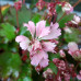 Saxifraga fortunei var. incisolobata 'Komachi'