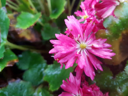 Saxifraga fortunei var. incisolobata 'Kuro Koma'