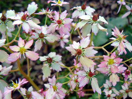 Saxifraga fortunei var. incisolobata 'Lakmé'