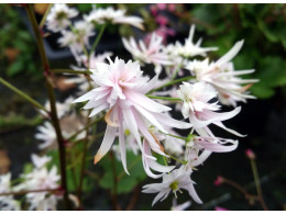 Saxifraga fortunei var. incisolobata 'Maïa'