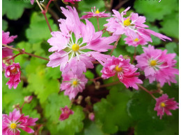 Saxifraga fortunei var. incisolobata 'Mme Butterfly' 