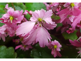 Saxifraga fortunei var. incisolobata 'Norma'