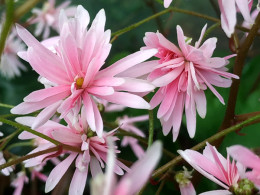 Saxifraga fortunei var. incisolobata 'Pâris' 