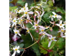 Saxifraga fortunei var. incisolobata 'Priam'