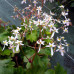 Saxifraga fortunei var. incisolobata 'Priam'