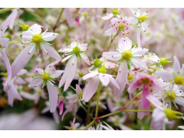 Saxifraga fortunei var. incisolobata 'Regeitsu'