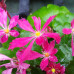 Saxifraga fortunei var. incisolobata 'Akabana'