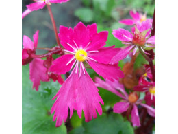 Saxifraga fortunei var. incisolobata 'Akabana'