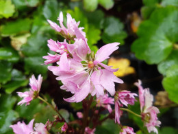 Saxifraga fortunei var. incisolobata 'Saotome'