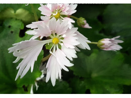 Saxifraga fortunei var. incisolobata 'Shifonhana'