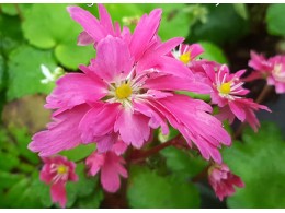 Saxifraga fortunei var. incisolobata 'Shinryu'