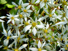 Saxifraga fortunei var. incisolobata 'Shiro Fuji'