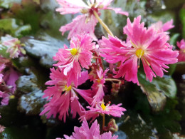 Saxifraga fortunei var. incisolobata 'Tama botan'