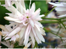 Saxifraga fortunei var. incisolobata 'Tantale'